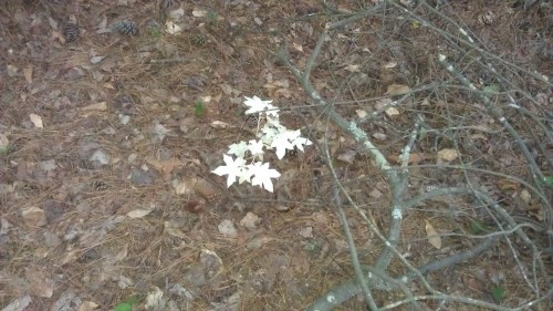 albino sweetgum