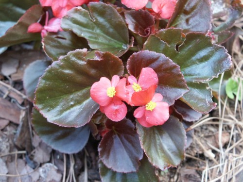 begonia