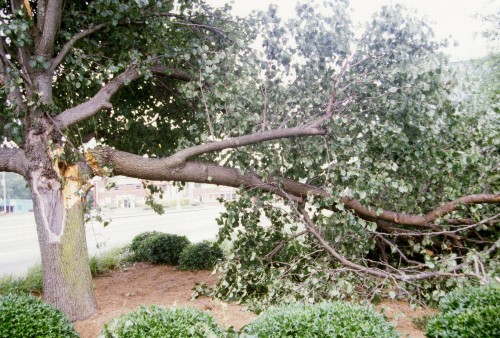 Bradford pear split