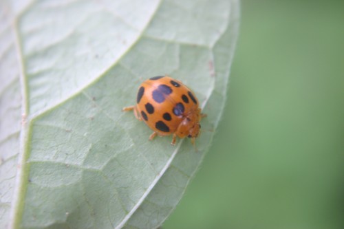 squash beetle