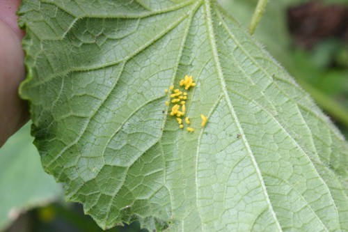 squash beetle eggs