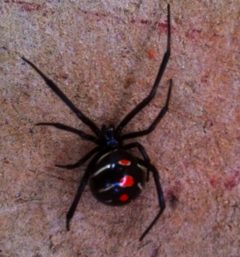 black widow spider - male