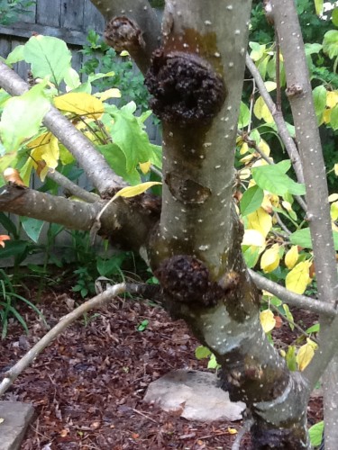 apple burr knot