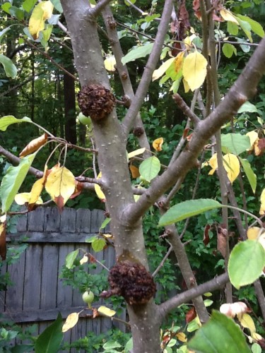 apple burr knot