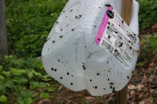 kudzu bugs