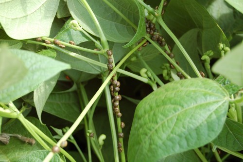 kudzu bug