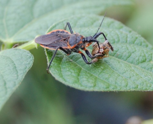 kudzu bug attacked by assassin bug