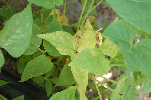 kudzu bug damage