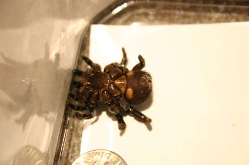 trap door spider