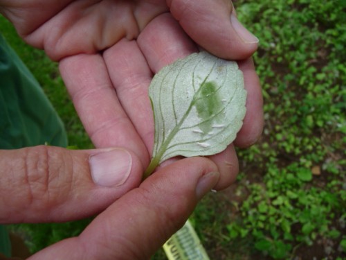 impatiens downy mildew