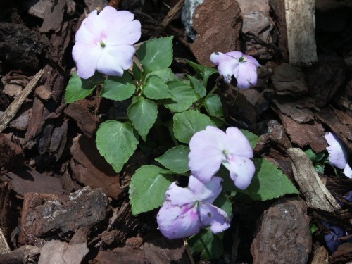 impatiens