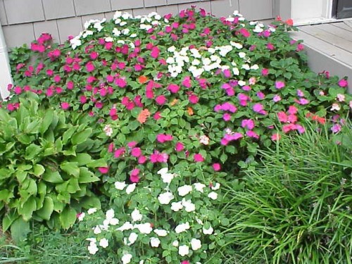 impatiens