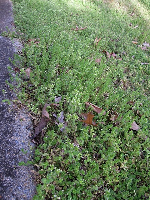 weeds in lawn