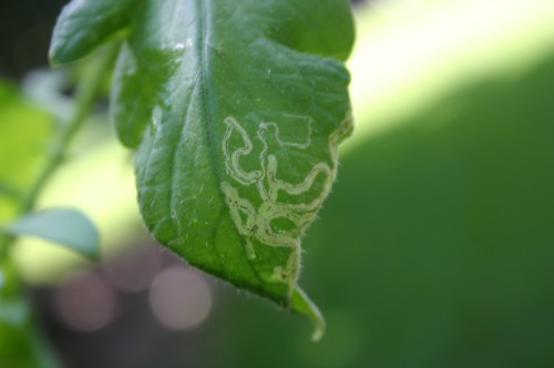 tomato leaf miner