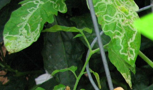 tomato leaf miner