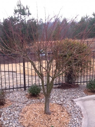 severely pruned coral bark maple