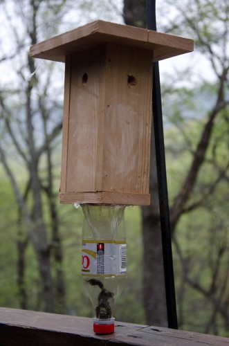 carpenter bee bee trap