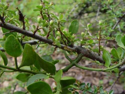 mistletoe in cotoneaster