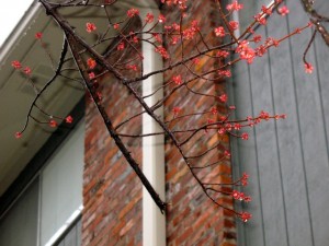 red maple flowers