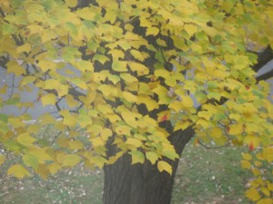 red maple leaves