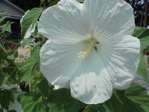 swamp hibiscus