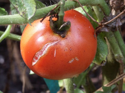 tomato skin split