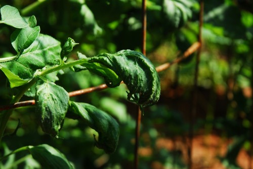 tomato herbicide damage