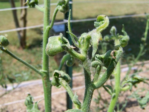 tomato herbicide damage