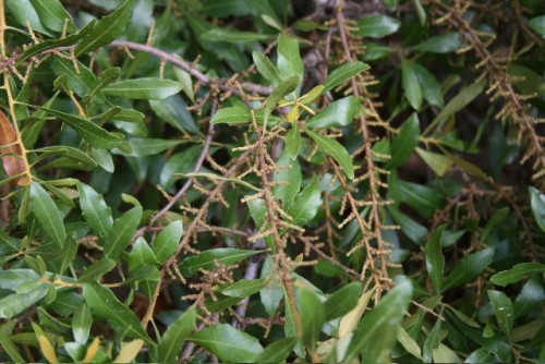 wax myrtle female catkins