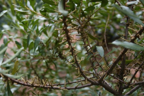 wax myrtle female catkins