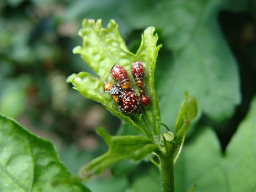 seed bugs on Rose of Sharon