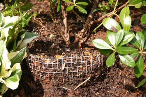 vole fence