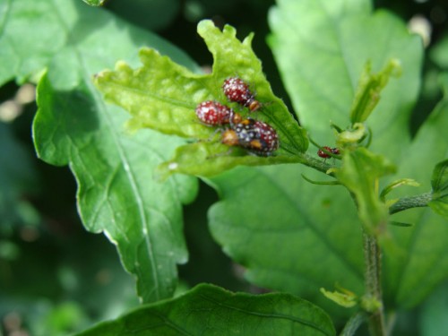 seed bugs on Rose of Sharon