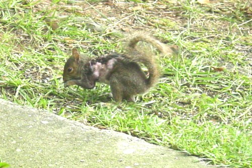 squirrel afflicted by bot fly