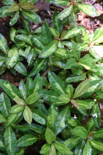 Ardisia japonica 'Hinode'