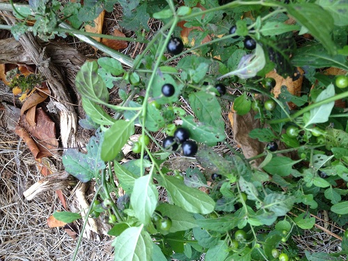 Black nightshade - Solanum nigrum