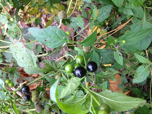 Black nightshade - Solanum nigrum