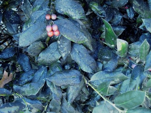 sooty mold on holly leaves