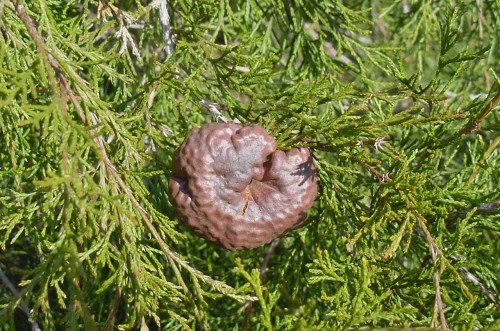 cedar apple rust gall on cedar