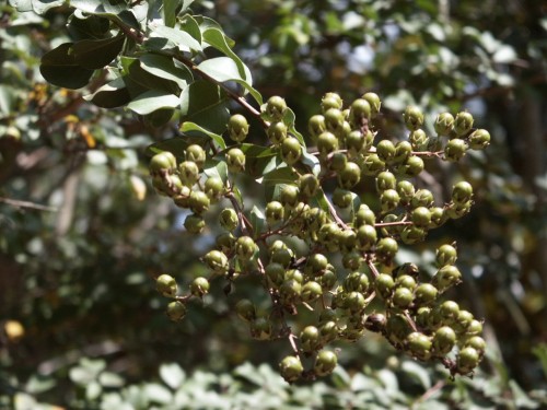 crapemyrtle seed