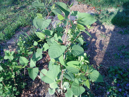 Polygonum cuspidatum