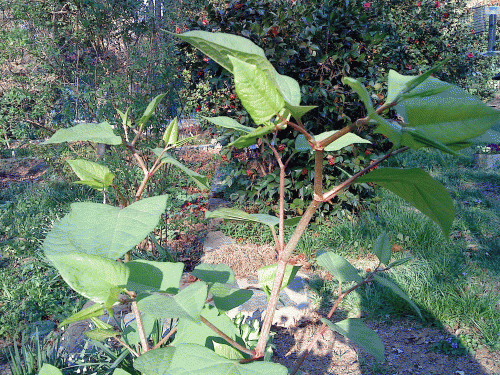 Polygonum cuspidatum