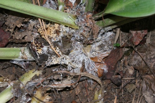 hosta stem rot