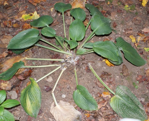 hosta stem rot