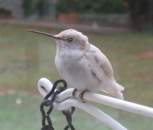 white hummingbird