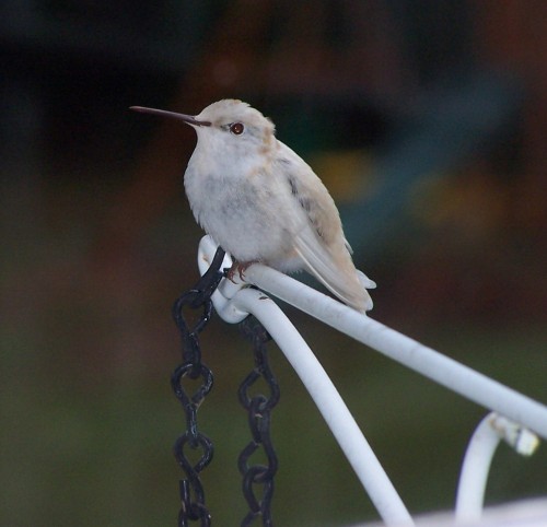 white hummingbird