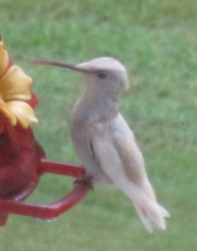 white hummingbird