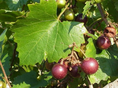 muscadine grapes