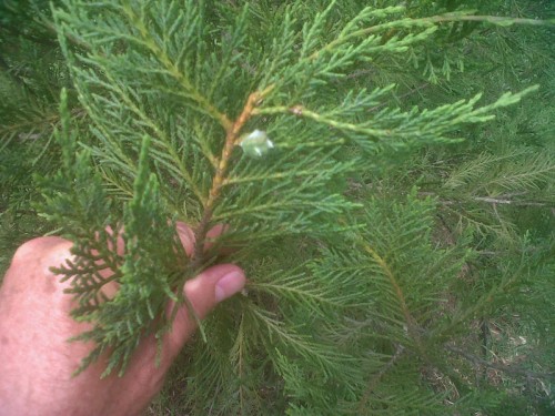 Leyland cypress seedcone