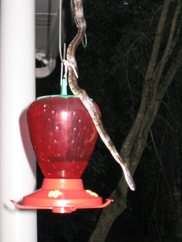 snake on hummingbird feeder